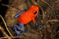 /album/photo-gallery-wildlife1/dendrobates-pumilio-la-selva-jpg/